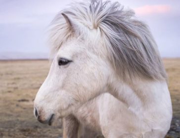 Organizing A Pony Birthday Party In Hong Kong