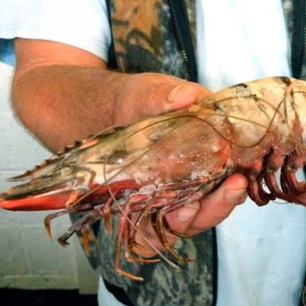 Large Prawn