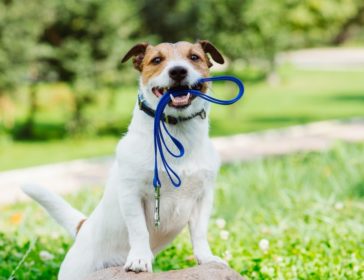 Adopt a Dog Day At Whiskers N Paws In Hong Kong