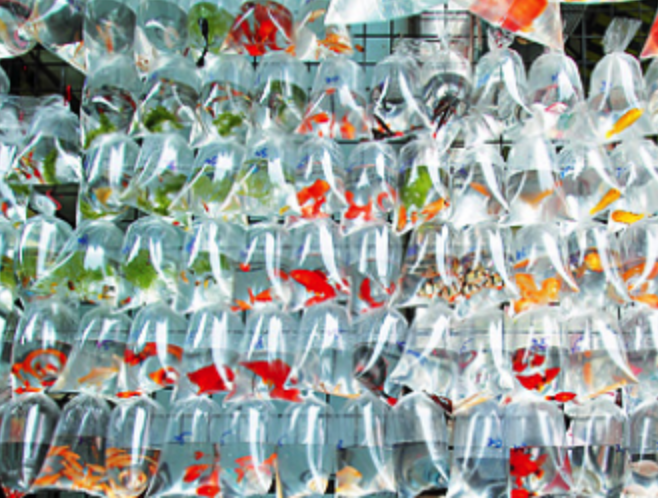 Goldfish Market, Yuen Po Street, Hong Kong