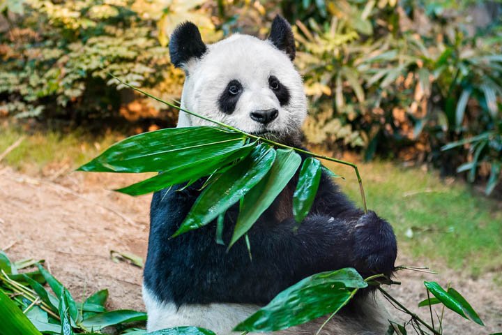 Ocean Park, Hong Kong