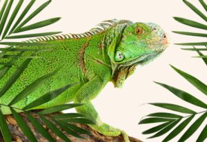 Animojo Animal Cafe In Hong Kong *CLOSED