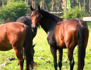 Arthayasa Stables And Country Club For Horse Riding In Jakarta