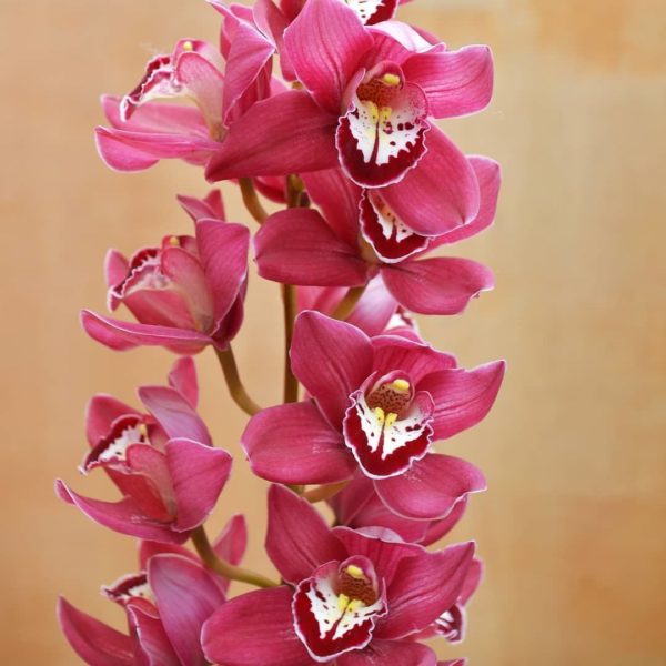 Orchid From Bromelia Flower Shop Jakarta
