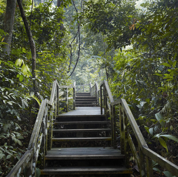 Wooden Staircase Through Nature At Bukit Timah Nature Reserve