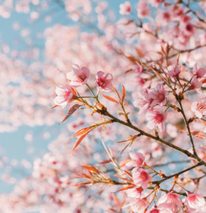 Cherry Blossoms
