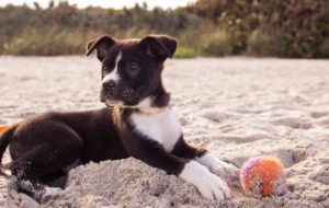 Guide To Adopting And Owning A Dog In Hong Kong
