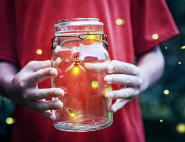 How To Enjoy Firefly Season in Hong Kong?