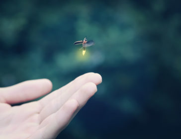 Nighttime Adventure Tours With Firefly Watching In Hong Kong