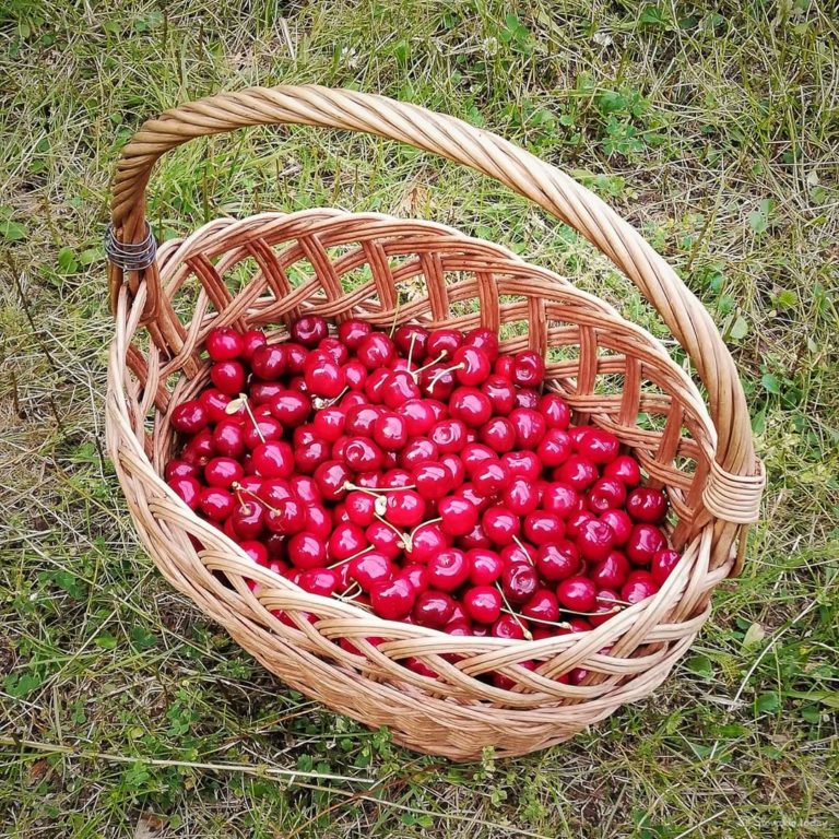 Cherry Picked At Niseko, Japan