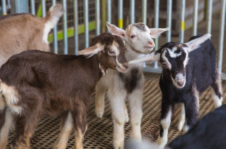 Goat Farm Hay Dairies Singapore