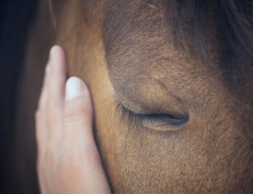 Macau Horse Riding School