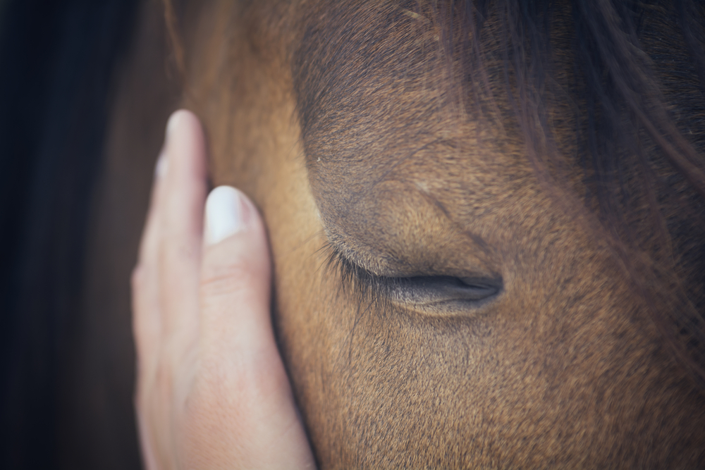 Horse Riding Lessons In Macau