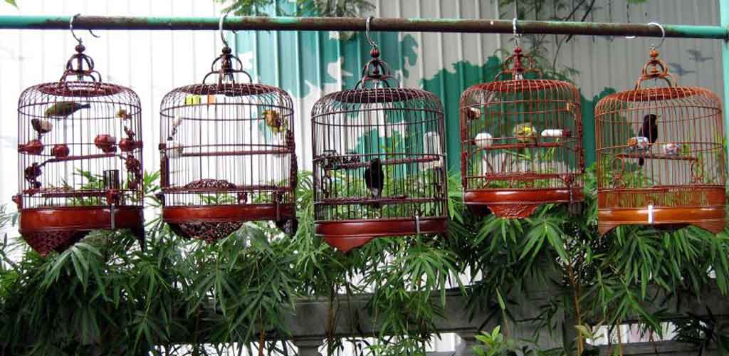 Finding A Pet In Hong Kong - Bird Garden
