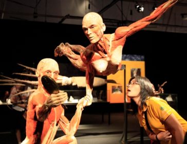 Human Body Exhibition In Singapore *CLOSED