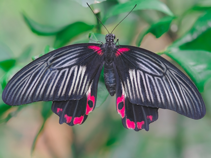 Explore the magic of Indoor Butterfly Aviary In Singapore