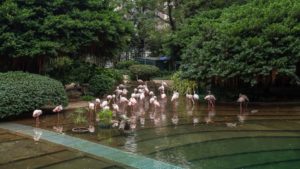 Explore Kowloon Park: A Family-Friendly Oasis in TST, Hong Kong With Flamingos!
