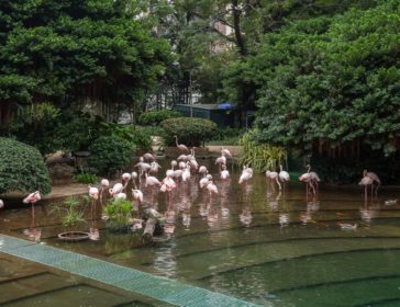 Explore Kowloon Park: A Family-Friendly Oasis in TST, Hong Kong With Flamingos!