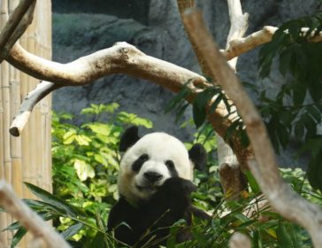 Visiting Macau Giant Panda Pavilion