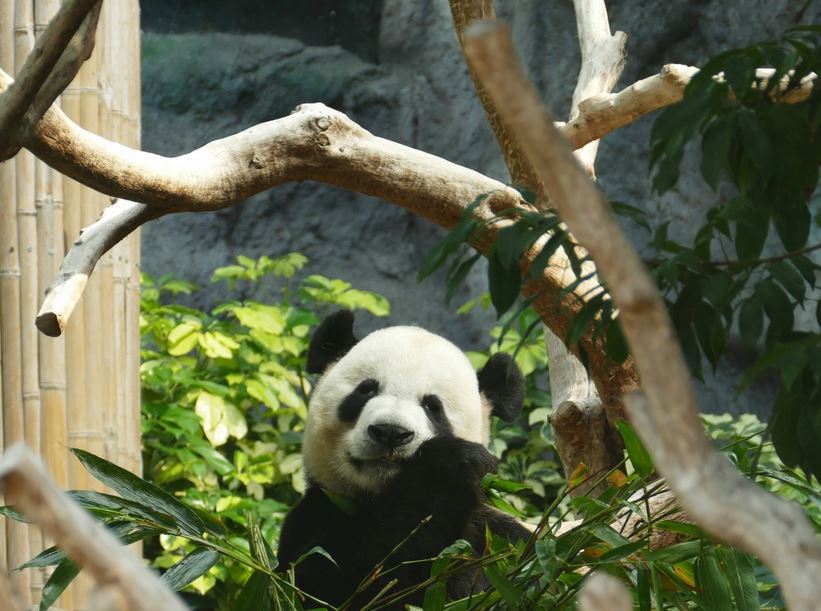 Macao Giant Panda Pavilion - Macao - Little Steps Asia