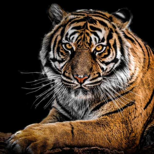 Tiger At Image of Night Safari Singapore
