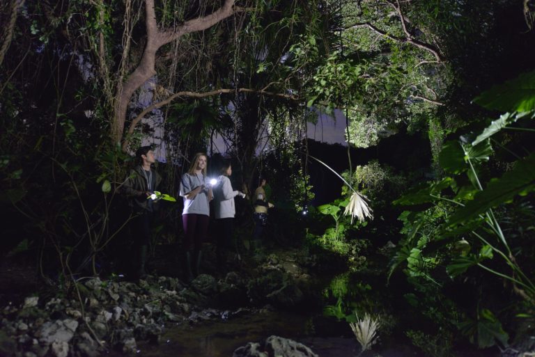 Night Trekking In Niseko, Japan In Summer