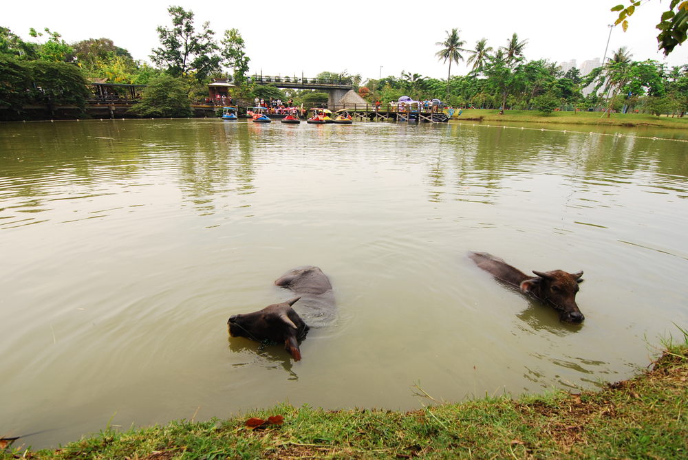 ocean-ecopark-ancol