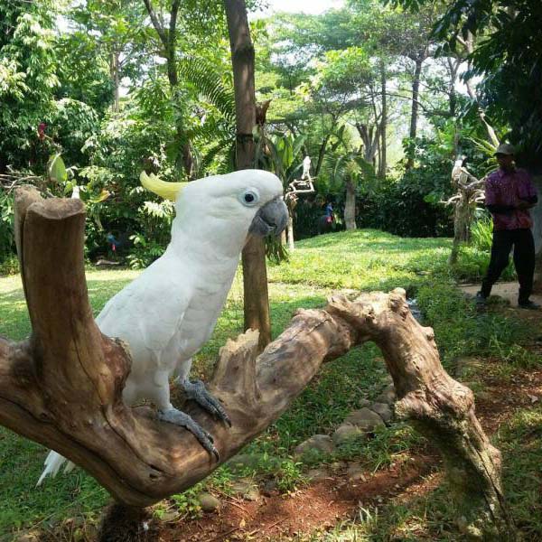 White Bird At Ocean Ecopark Jakarta