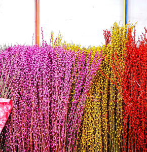 Pussy Willows