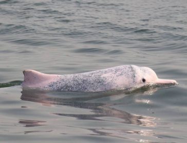 Spotting The Famous Pink Dolphins In Hong Kong