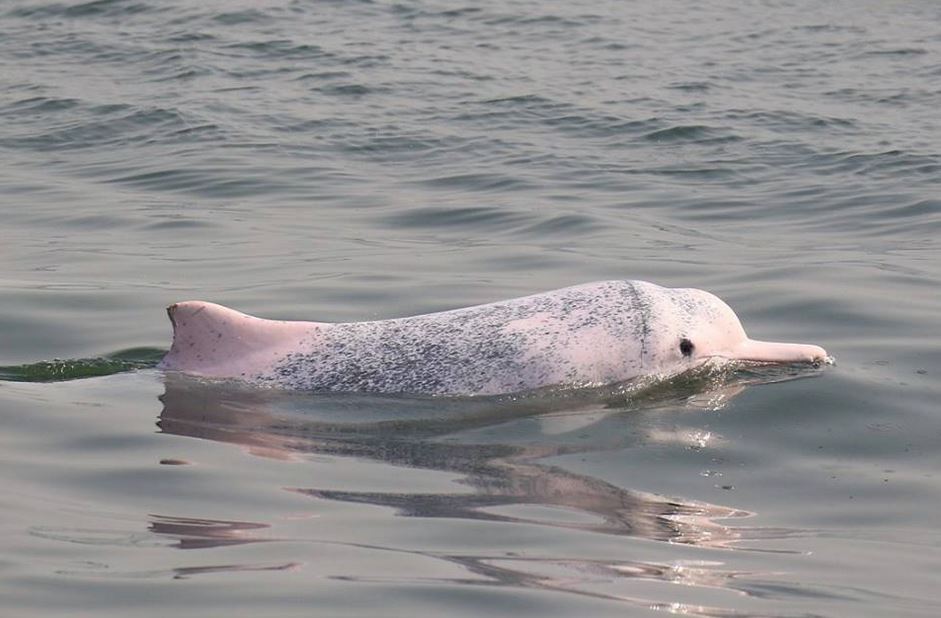 Spotting The Famous Pink Dolphins In Hong Kong