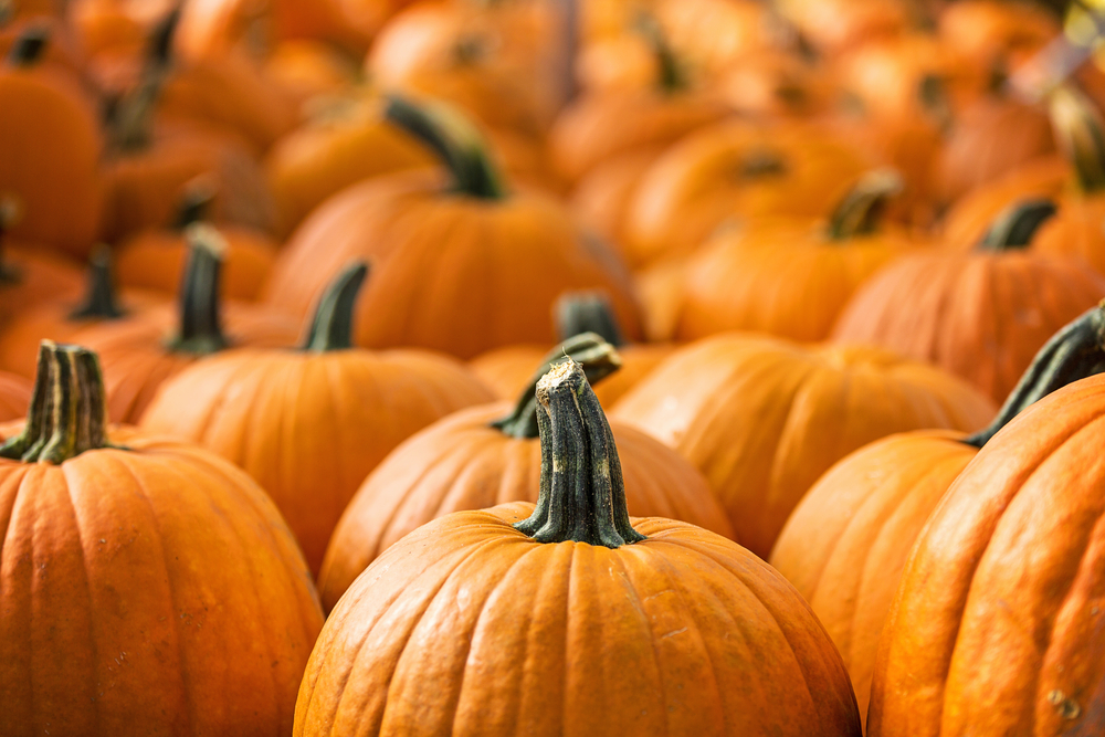 Where to buy Halloween Pumpkins in Singapore?