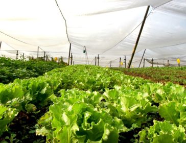 Visiting Quan Fa Organic Farm In Singapore