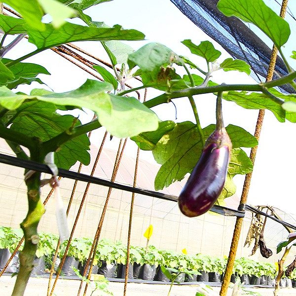 Eggplants From Quan Fa Organic Farm Singapore