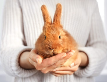 Hong Kong’s First Rabbit Cafe At Rabbitland In Causeway Bay, Hong Kong