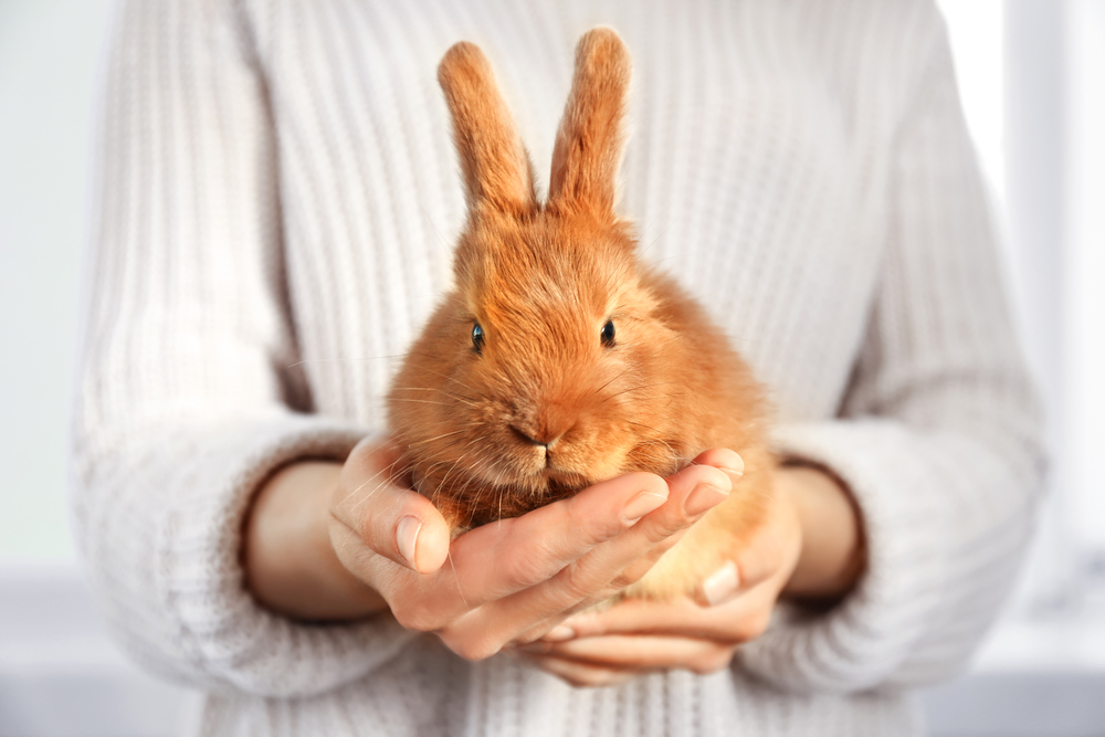 Rabbitland in Hong Kong