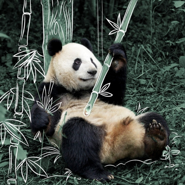 Panda In River Safari