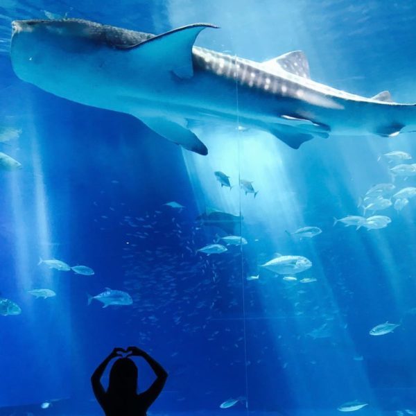 SEA Aquarium Singapore