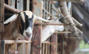 Discover Hay Dairies: Singapore’s One And Only Goat Farm