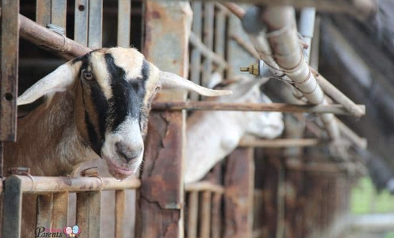 Hay Dairies Farm In Singapore