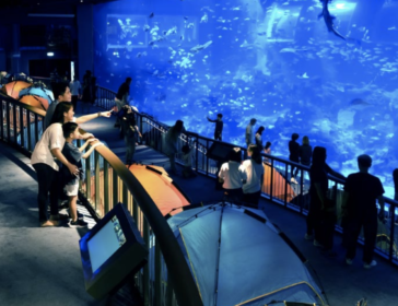 Underwater Sleepover At SEA Aquarium In Singapore