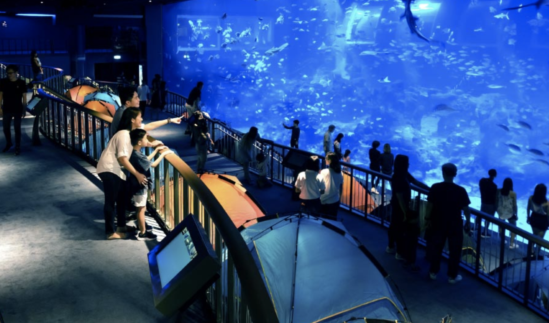 SEA Sleepover at Aquarium in Singapore