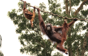 Zoo Zoom Day At Singapore Zoo
