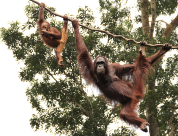 Zoo Zoom Day At Singapore Zoo