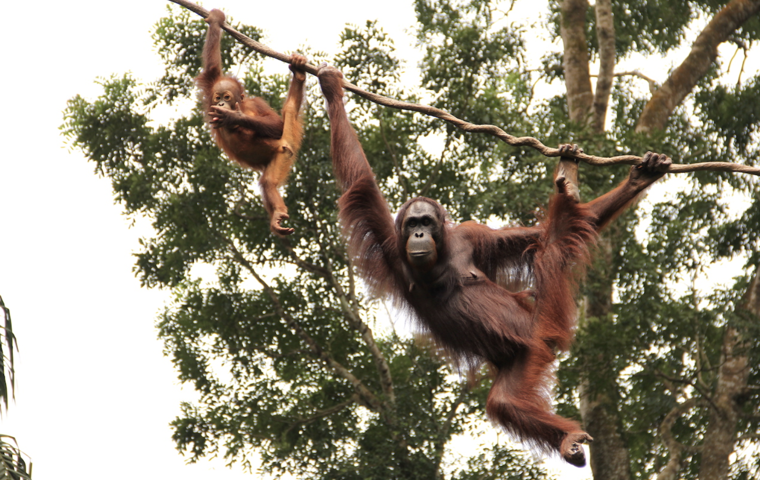 Zoo Zoom Day In Singapore