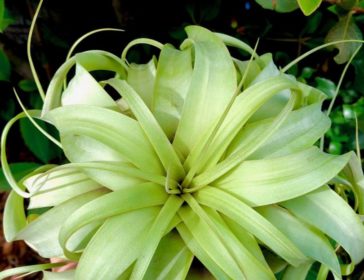 The Air Plant Club For Indoor Plants