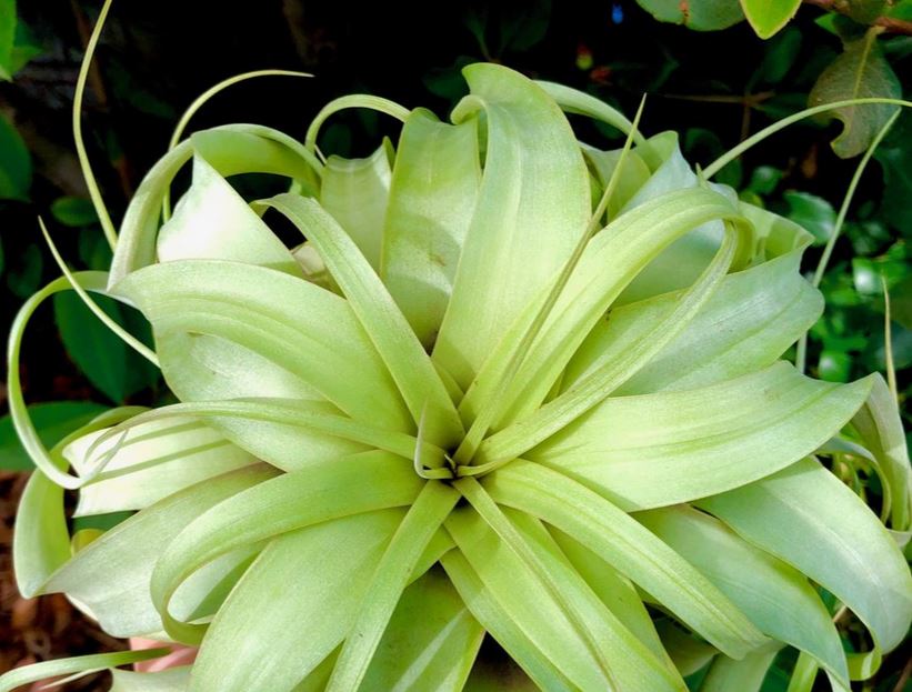 The Air Plant Club For Indoor Plants