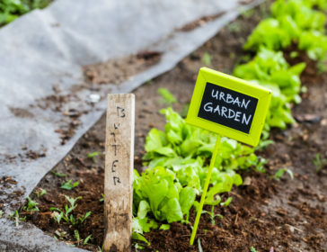 Family-Friendly Rooftop And Urban Farming In Hong Kong