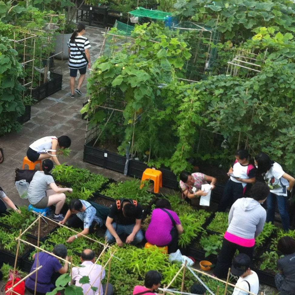 City Farm, Hong Kong