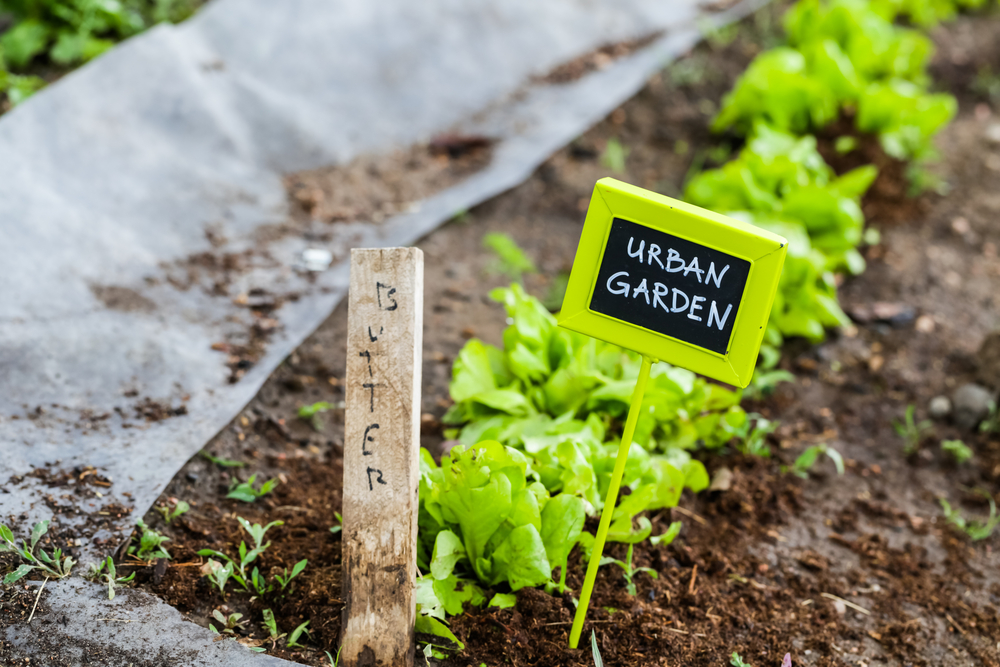 Urban Farming In Hong Kong